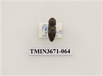 藏品(叩頭蟲(2))的圖片